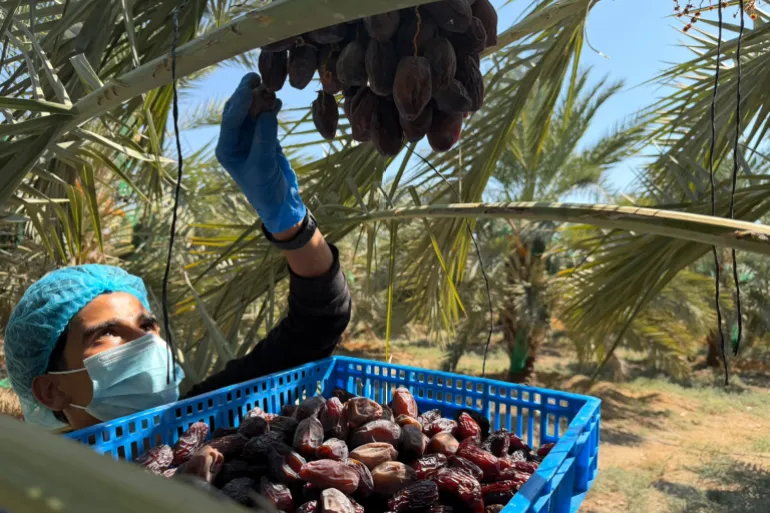 من نخيل الأغوار إلى الذكاء الاصطناعي.. رحلة تمر "المجهول" الأردني إلى العالم